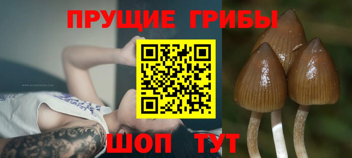 Псилоцибиновые грибы GOLDEN TEACHER Среднеуральск